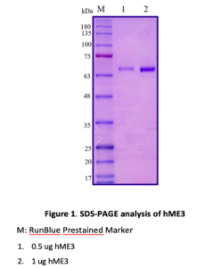Recombinant Human Malic enzyme 3 (ME3) 