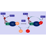 Kras G12V Nucleotide Exchange Assay Kit 