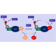 Kras G12V Nucleotide Exchange Assay Kit 