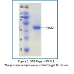 Recombinant Active Human Pyruvate Kinase Isozyme M2 Protein, PKM2