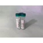 PreScission Protease (Lyophilized) 