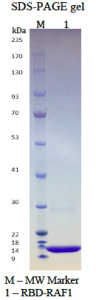 Human RBD-RAF1, N-His tag, C-FLAG tag 