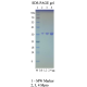 Recombinant SARS-CoV-2 Mpro, 3CL protease 