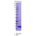 Recombinant SARS-CoV-2 NSP7 