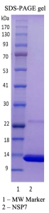 Recombinant SARS-CoV-2 NSP7 