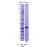 Recombinant SARS-CoV-2 NSP8 