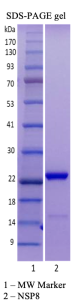 Recombinant SARS-CoV-2 NSP8 