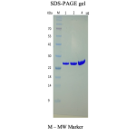 Recombinant Human BCL2 