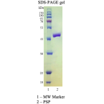 PreScission Protease (HRV 3C) 