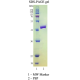 PreScission Protease (HRV 3C) 