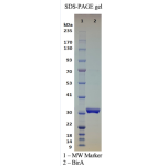 Recombinant Biotin Protein Ligase (BirA)