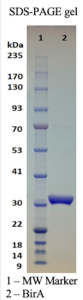 Recombinant Biotin Protein Ligase (BirA)