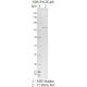 T7 RNA polymerase  