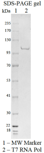 T7 RNA polymerase  