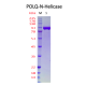 DNA Polymerase Theta-N-Helicase Domain  