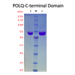 DNA Polymerase Theta-C terminal Domain  