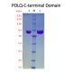 DNA Polymerase Theta-C terminal Domain  