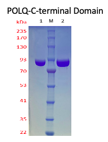 DNA Polymerase Theta-C terminal Domain  
