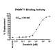 PKMYT1 Binding Assay Kit  