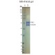 GST-CDK2: His-CyclinE1 