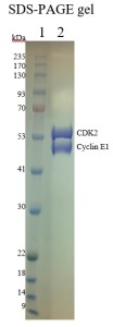 GST-CDK2: His-CyclinE1 