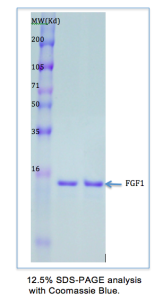 Recombinant Human FGF-Acidic: Carry Free-Lyophilized