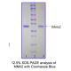 Recombinant His-tagged Human MNK2