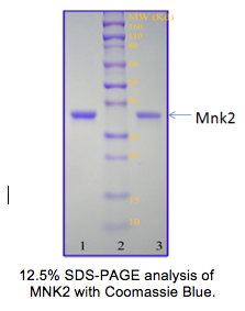 Recombinant Human MNK2 D228G Recombinant Human MNK2 D228G