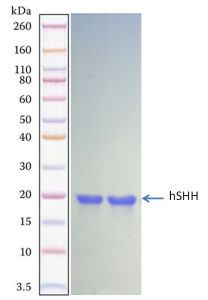 Recombinant Human Sonic Hedgehog (SHH)-Animal Free-Lyophilized Recombinant Human Sonic Hedgehog (SHH)-Animal Free-Lyophilized