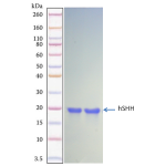 Recombinant Human Sonic Hedgehog (SHH)-Ready-to-Use