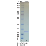 Recombinant SUMO Protease (Ulp1) 