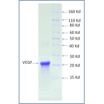 Recombinant Human VEGF165