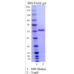 Recombinant YopH 