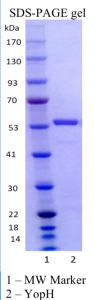 Recombinant YopH 