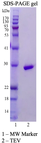 TEV Protease TEV Protease