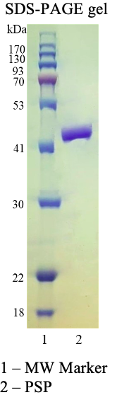 PreScission Protease (HRV 3C) PreScission Protease (HRV 3C)