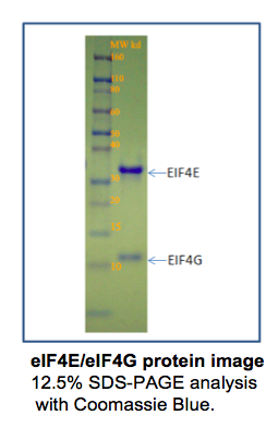 His-tagged Human Eukaryotic Translation Initiation Factor 4E Complexed With EIF4G His-tagged Human Eukaryotic Translation Initiation Factor 4E Complexed With EIF4G