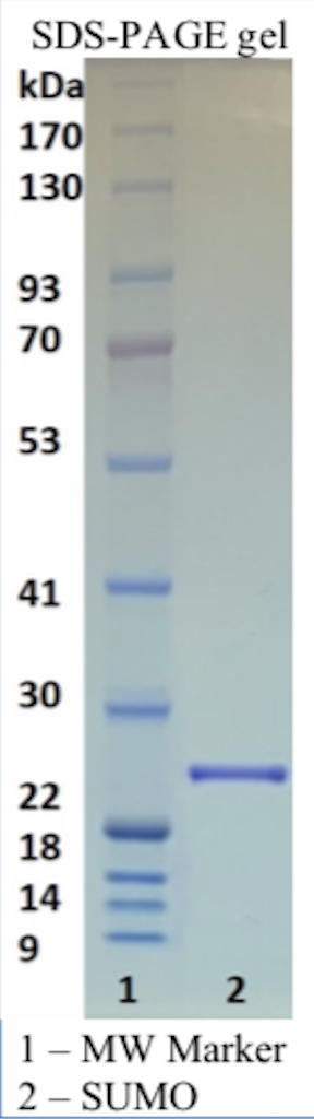 Recombinant SUMO Protease (Ulp1) Recombinant SUMO Protease (Ulp1)