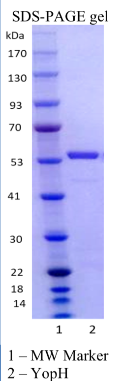 Recombinant YopH Recombinant YopH